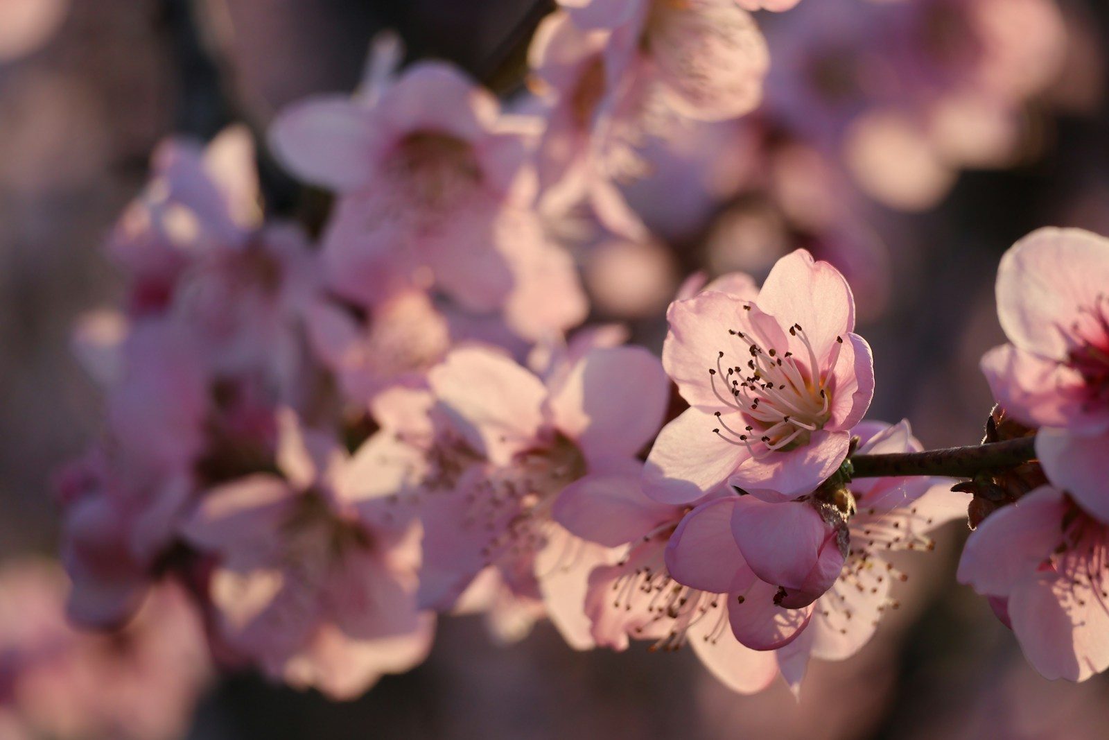 Delicate pink cherry blossoms on a branch